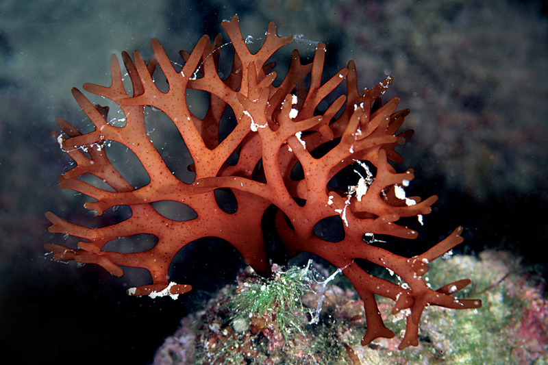 Представитель Семейства Nemastomataceae